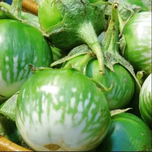 Green Thai Eggplant Seeds – 100 Seeds for Planting – Petch Siam Variety - Image 2