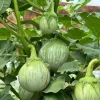 Green Thai Eggplant Seeds – 100 Seeds for Planting – Petch Siam Variety - Image 1