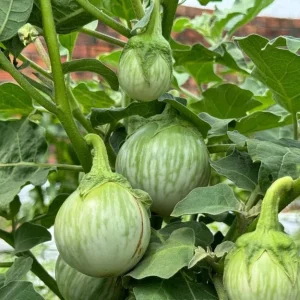 Green Thai Eggplant Seeds – 100 Seeds for Planting – Petch Siam Variety - Image 1