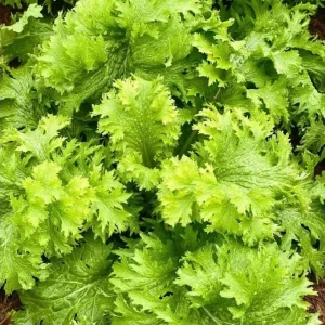 Green Wasabi Mustard Greens Seeds - 250 Seeds for Planting, Brassica Juncea - Image 2