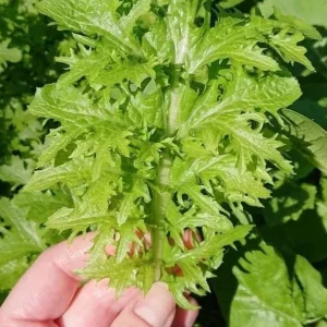 Green Wasabi Mustard Greens Seeds - 250 Seeds for Planting - Brassica Juncea - Image 4