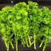 Green Wasabi Mustard Greens Seeds - 250 Seeds for Planting - Brassica Juncea - Image 1