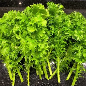 Green Wasabi Mustard Greens Seeds - 250 Seeds for Planting - Brassica Juncea - Image 1