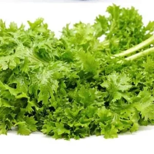 Green Wasabi Mustard Greens Seeds - 250 Seeds for Planting, Brassica Juncea - Image 6