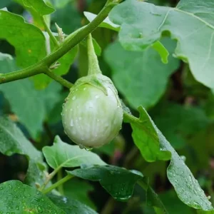 Green White Eggplant Seeds – 200 Vegetable Seeds – Outdoor Planting - Image 5