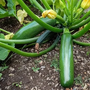 Green Zucchini Live Plants, 2-Pack, 3-6 Inch Tall, Outdoor Garden - Image 6