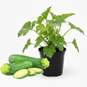 Green Zucchini Live Plants - 2 Pack, 4 Inch Potted, Fast Growing Squash Vegetable for Garden - Image 4