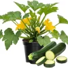 Green Zucchini Squash Plants Live - Set of 2, 4-Inch Pot, Vegetable Plant - Image 1