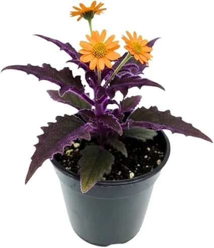 Gynura Purple Passion Live Plant – 2 Pack, 4-8” Tall Indoor Houseplant - Image 3