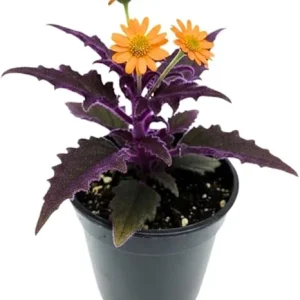 Gynura Purple Passion Live Plant – 2 Pack, 4-8” Tall Indoor Houseplant - Image 5
