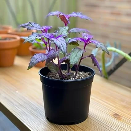 Gynura Purple Passion Live Plant Set, 2 Pack, 4-8'' Tall, Indoor/Outdoor - Image 2