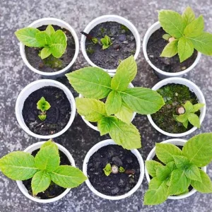 Haas Halo Hydrangea Live Plant – Smooth Perennial Shrub 5-8 Inch Tall - Image 10