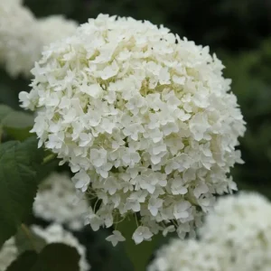 Haas Halo Hydrangea Live Plant – Smooth Perennial Shrub 5-8 Inch Tall - Image 2