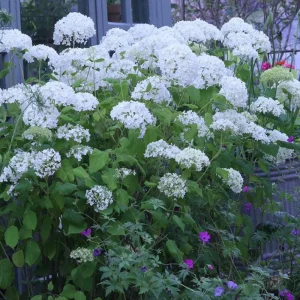 Haas Halo Hydrangea Live Plant – Smooth Perennial Shrub 5-8 Inch Tall - Image 3
