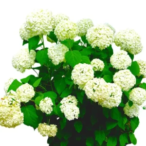 Haas Halo Hydrangea Live Plant – Smooth Perennial Shrub 5-8 Inch Tall - Image 4