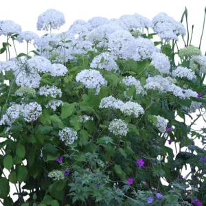 Haas Halo Hydrangea Live Plant – Smooth Perennial Shrub 5-8 Inch Tall - Image 5