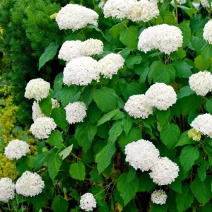 Haas Halo Hydrangea Live Plant – Smooth Perennial Shrub 5-8 Inch Tall - Image 6