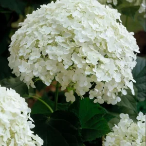 Haas Halo Hydrangea Live Plant – Smooth Perennial Shrub 5-8 Inch Tall - Image 8