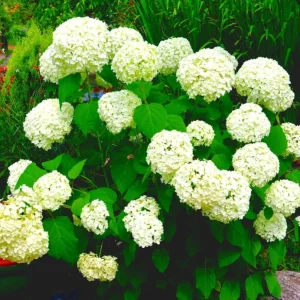 Haas Halo Hydrangea Live Plant – Smooth Perennial Shrub 5-8 Inch Tall - Image 1