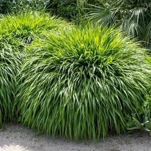Hakonechloa Grass Live Plant – Japanese Forest Grass – Perennial Ornamental Grass – 4-6 Inch Tall – Outdoor - Image 6