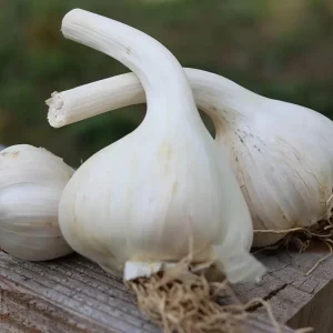 Hardneck Garlic Bulbs for Planting, 1 Pound, Heirloom White Garlic Tubers - Image 2