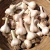 Hardneck Garlic Bulbs for Planting, 1 Pound, Heirloom White Garlic Tubers - Image 1
