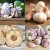 Hardneck Garlic Bulbs for Planting - 4 Mixed Varieties, Approx. 1/2 LB - Image 1