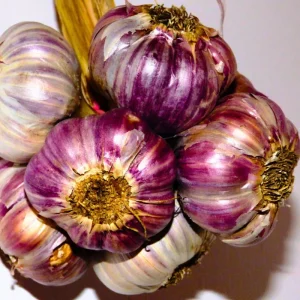 Hardneck Music Garlic Bulbs for Planting - 8-10 Count, High Yield, Fall Planting - Image 1