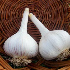 Hardneck Music Garlic Bulbs for Planting - 8 Count White Garlic Tubers - Image 4