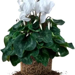 Hardy Cyclamen Live Plant – Red Flowers – 4 Inch Pot – Indoor/Outdoor - Image 2