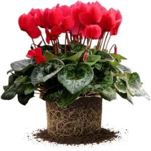 Hardy Cyclamen Live Plant – Red Flowers – 4 Inch Pot – Indoor/Outdoor - Image 1