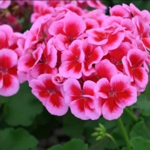 Hardy Geranium Live Plant – Bicolor Fragrant Flowers – 5-8 Inch Tall - Image 4