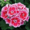 Hardy Geranium Live Plant – Bicolor Fragrant Flowers – 5-8 Inch Tall - Image 1