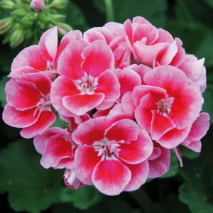 Hardy Geranium Live Plant – Bicolor Fragrant Flowers – 5-8 Inch Tall - Image 1