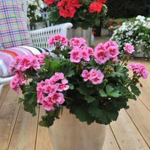 Hardy Geranium Live Plant – Bicolor Fragrant Flowers – 5-8 Inch Tall - Image 6