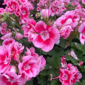 Hardy Geranium Live Plant – Bicolor Fragrant Flowers – 5-8 Inch Tall - Image 7