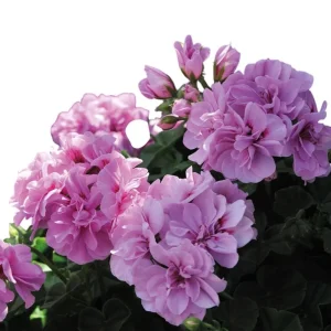 Hardy Geranium Live Plant - Fragrant Lavender Flowers - 5-8 Inch Tall - Image 4