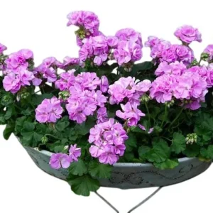 Hardy Geranium Live Plant - Fragrant Lavender Flowers - 5-8 Inch Tall - Image 6