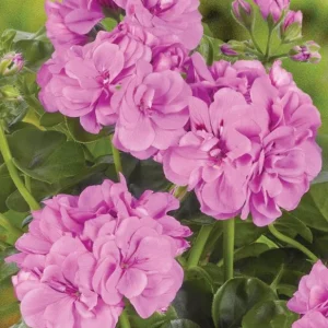 Hardy Geranium Live Plant - Fragrant Lavender Flowers - 5-8 Inch Tall - Image 7