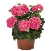 Hardy Geranium Live Plant – Fragrant Pink Flowers – 5-8 Inch Tall - Image 1