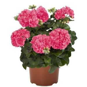 Hardy Geranium Live Plant – Fragrant Pink Flowers – 5-8 Inch Tall - Image 1