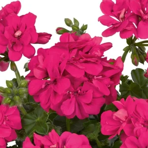 Hardy Geranium Live Plant – Fragrant Pink Flowers – 5-8 Inch Tall - Image 2