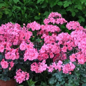 Hardy Geranium Live Plant – Fragrant Pink Flowers – 5-8 Inch Tall - Image 8