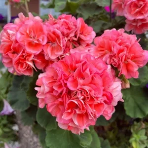 Hardy Geranium Live Plant – Fragrant Pink Flowers – 5-8 Inch Tall - Image 9