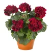 Hardy Geranium Live Plant – Fragrant Red Flowers, 5-8 Inch Tall Pelargonium - Image 1