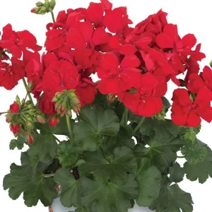 Hardy Geranium Live Plant – Fragrant Red Flowers, 5-8 Inch Tall Pelargonium - Image 5