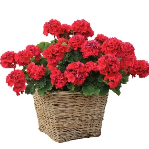 Hardy Geranium Live Plant – Fragrant Red Flowers, 5-8 Inch Tall Pelargonium - Image 6