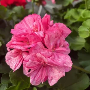 Hardy Geranium Live Plant - Pink Glitter Bicolor Flower, 5-8 Inch Tall - Image 3