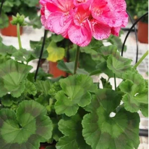 Hardy Geranium Live Plant - Pink Glitter Bicolor Flower, 5-8 Inch Tall - Image 4