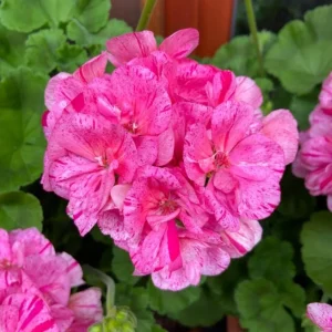 Hardy Geranium Live Plant - Pink Glitter Bicolor Flower, 5-8 Inch Tall - Image 7